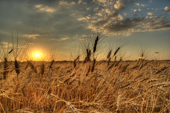 Wheat at sunset