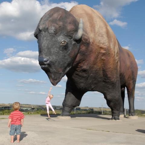 Jamestown bison