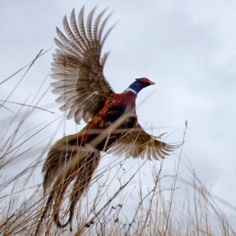 pheasant