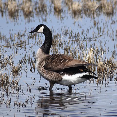 Canada Goose