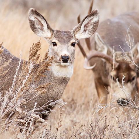 Mule deer