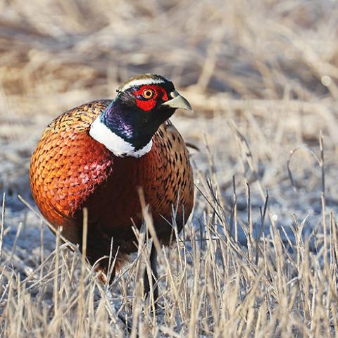 Rooster pheasant