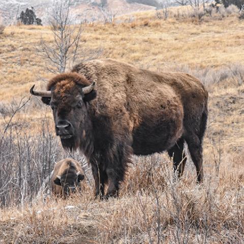 buffalo roaming