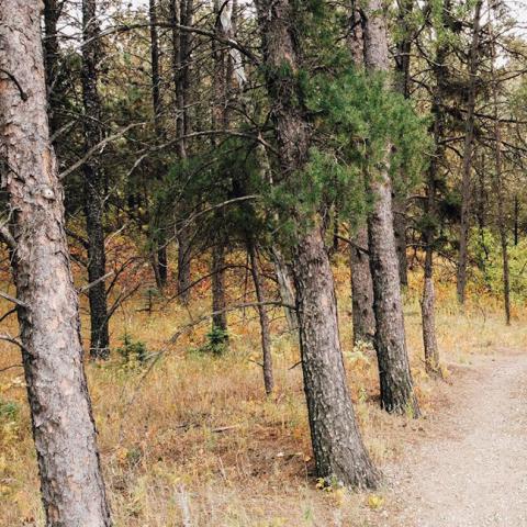 Denbigh forest