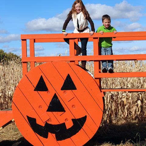 Corn Maze