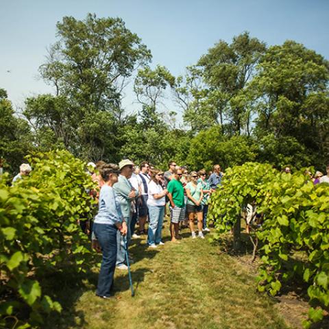 vineyard