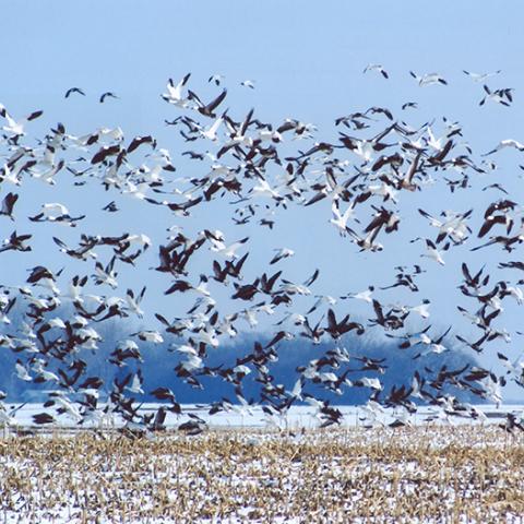 snow geese