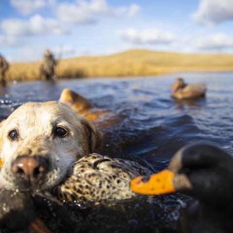 duck hunting
