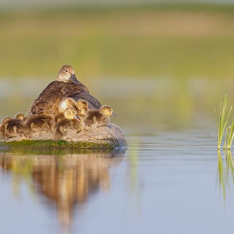 Ducks on the lake