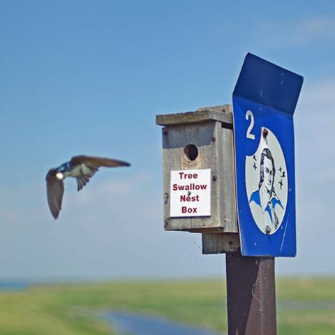 nesting box