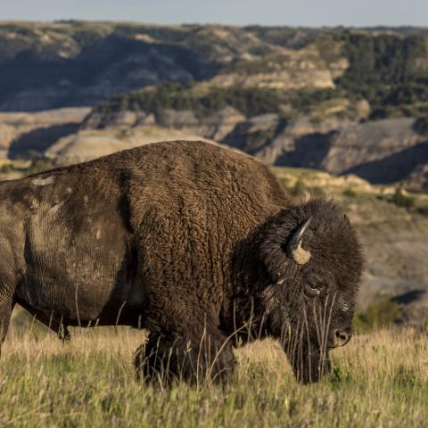 Buffalo Trails Tour