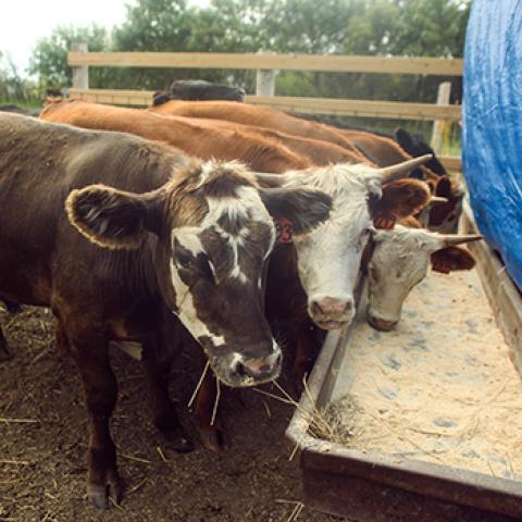 North Dakota Ranches and Farms