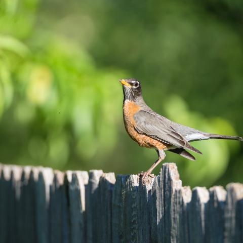 spring bird