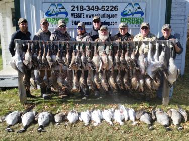 a mix of ducks and geese photo