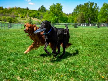 dogs play at peppers dog park photo