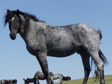 the nokota horse conservancy® photo