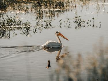 bird watching photo