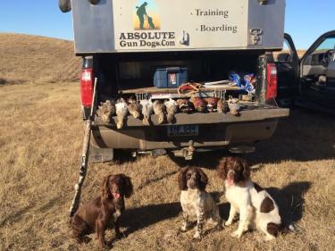 absolute gun dogs photo