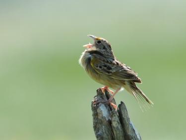 one of many birds on the prairie! photo