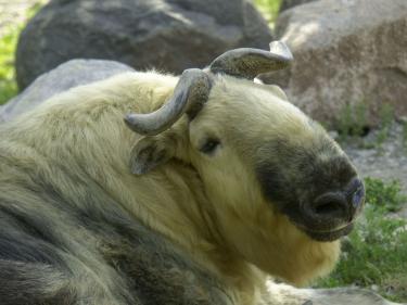 red river zoo photo