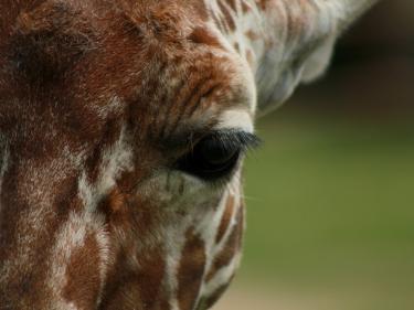 animals at the zoo photo