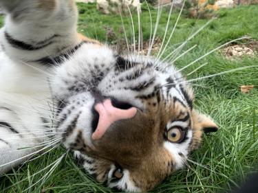 Animals at the zoo
