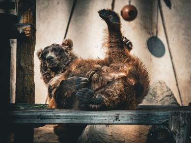 roosevelt park zoo photo