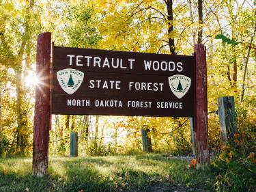 tetrault woods state forest photo