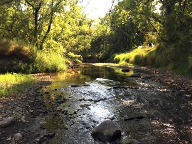 stream at turtle river state park photo