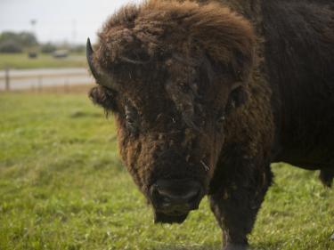 buffalo herd photo