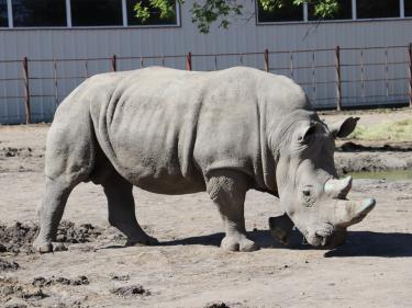 chahinkapa zoo photo