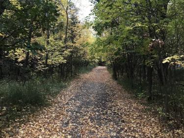 bison plant trail photo