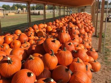 a long table full of pumpkins photo