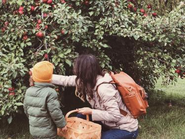 apple picking at angelic gardens photo