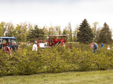 nelson aronia farm photo