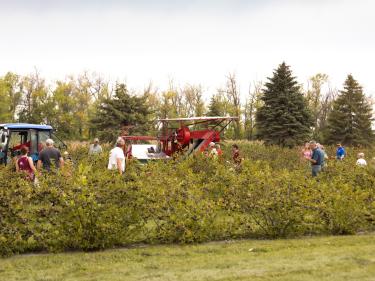 nelson aronia farm photo
