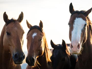 medora riding stables and trail rides photo