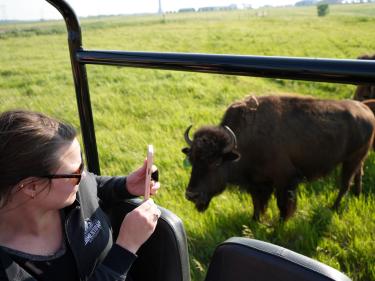 bison pasture tours photo