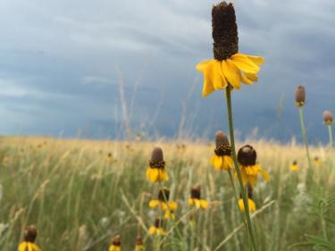 prairie coneflower at cross ranch photo