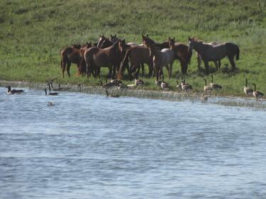 mares and geese enjoying the lake! photo