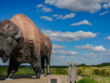 world's largest buffalo photo