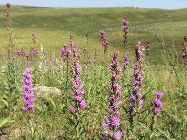 blazing star at davis ranch photo