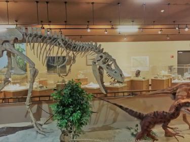 albertasaurus in the badlands dinosaur museum's central gallery. photo