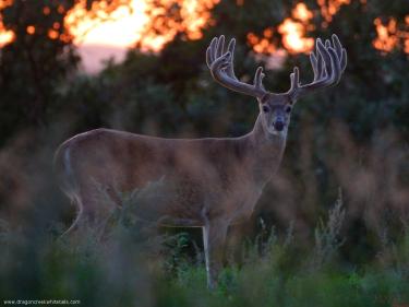 trophy whitetail positioned in front of a beautiful nd sunset photo