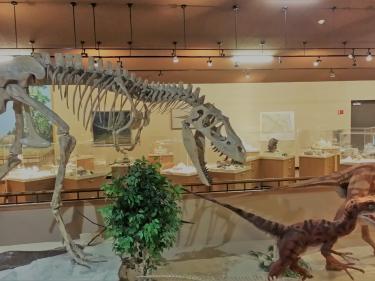 Albertasaurus in the Badlands Dinosaur Museum's central gallery.