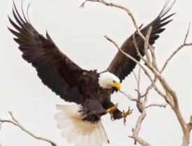 eagle