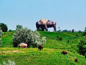 Worlds largest buffalo with live buffalo
