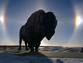 2021 winning photo of Buffalo and Sundogs