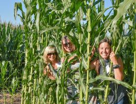 Corn field with people taking a picture