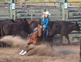 Rodeo cutting finals